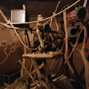 Bolivian night monkey exhibit