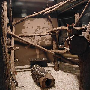 Brushtail possum + potoroo exhibit