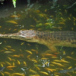 Tomistoma schlegelii
