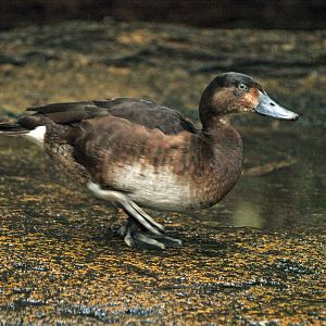 Baer's Pochard