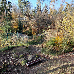 Siberian ibex exhibit