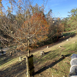Siberian ibex exhibit