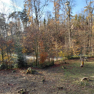Siberian ibex exhibit