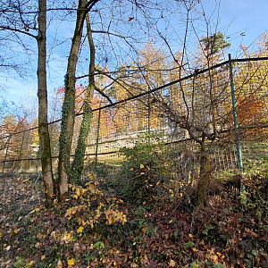 Siberian ibex exhibit