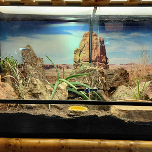 Colorado River toad exhibit
