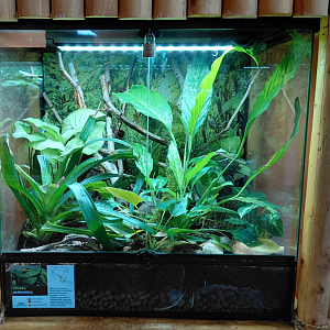 Arboreal ratsnake exhibit