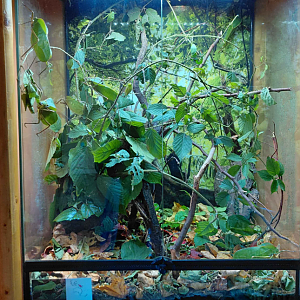 Giant katydid exhibit