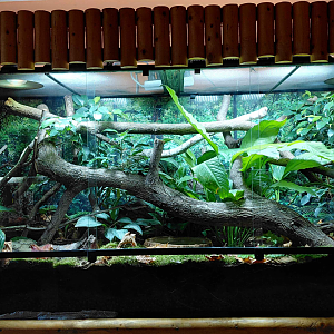Arboreal ratsnake exhibit