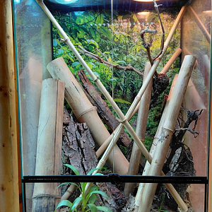 Fan-fotted gecko exhibit