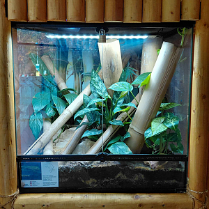 Madagascar day gecko exhibit