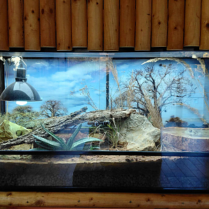 African bullfrog exhibit