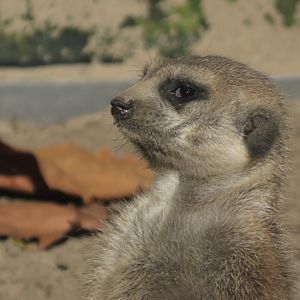 Meerkat on the lookout