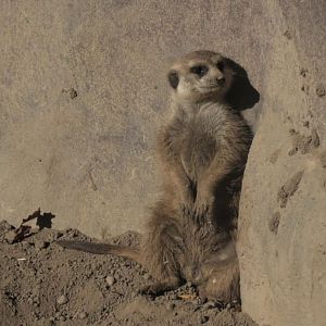 Meerkat relaxing by a rock