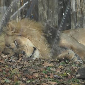 Male African lion sleeping