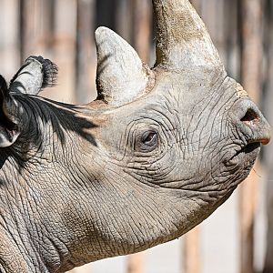 Eastern black rhino