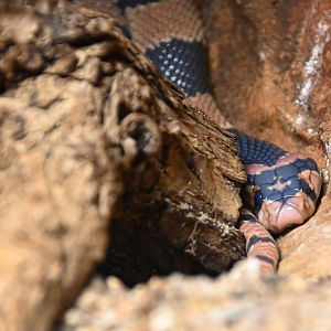 Cape coral snake