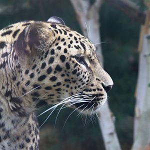 Persian Leopard (Panthera pardus tulliana), 16-09-25