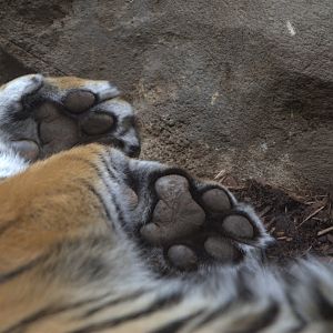 Sumatran Tiger 'Paws' (Panthera tigris sumatrae), 16-09-25