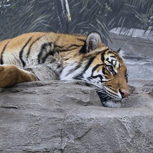 Sumatran Tiger (Panthera tigris sumatrae), 16-09-25