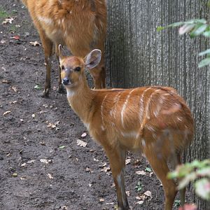 Western Sitatunga (Tragelaphus spekii gratus), 16-09-25