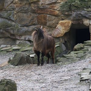 Himalayan Tahr (Hemitragus jemlahicus), 16-09-25