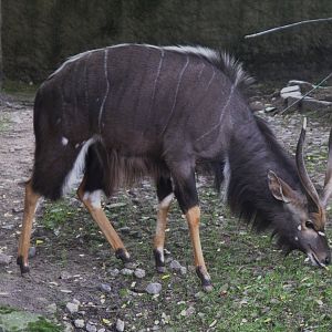 Nyala (Tragelaphus angasii), 16-09-25