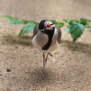 Black-headed Lapwing (Vanellus tectus), 16-09-25