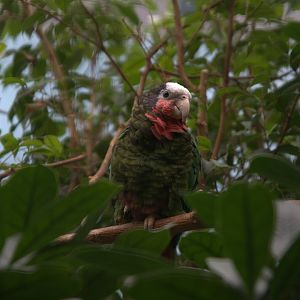 Cuban Amazon (Amazona leucocephala leucocephala), 16-09-25
