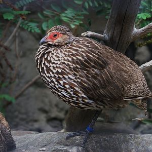 Yellow-necked Francolin (Pternistis leucoscepus), 16-09-25