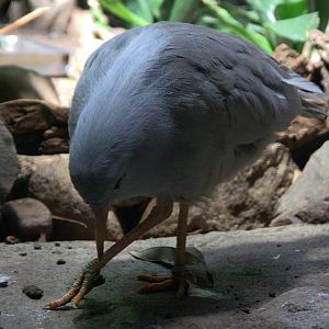Kagu (Rhynochetos jubatus), 16-09-25