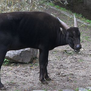 Lowland Anoa (Bubalus depressicornis), 16-09-25