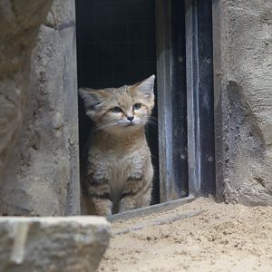 Arabian Sand Cat (Felis margarita harrisoni), 16-09-25
