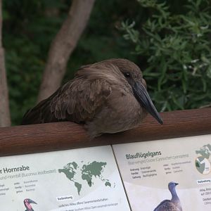 Hamerkop (Scopus umbretta), 16-09-25