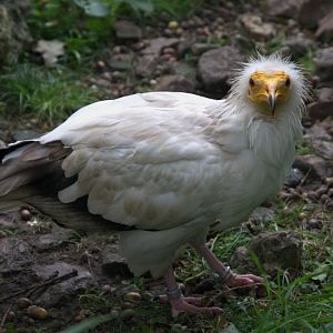 Western Egyptian Vulture (Neophron percnopterus percnopterus), 16-09-25