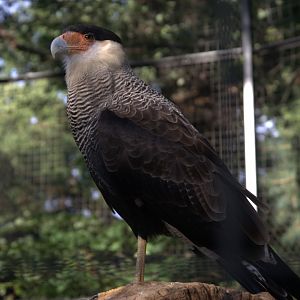 Crested Caracara (Caracara plancus), 16-09-25