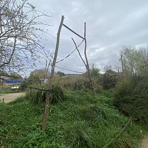 Ring-tailed lemur climbing frames