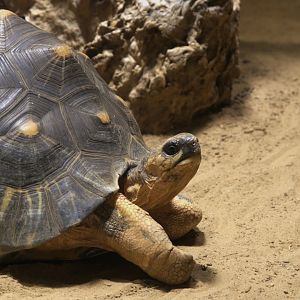 Radiated Tortoise (Astrochelys radiata), 16-09-25