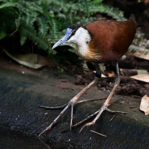 African jacana
