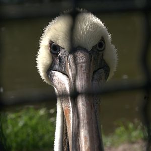 Eastern Brown Pelican (Pelecanus occidentalis carolinensis), 17-09-25