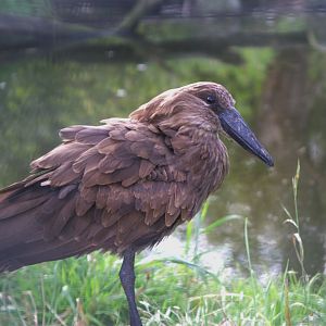 Hamerkop (Scopus umbretta), 17-09-25