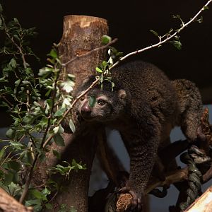 Bear Cuscus (Ailurops ursinus), 17-09-25