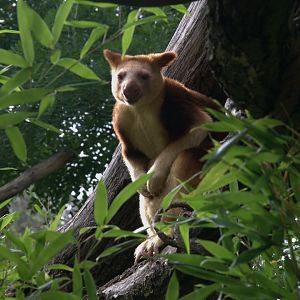 Goodfellow's Tree Kangaroo (Dendrolagus goodfellowi buergersi), 17-09-25