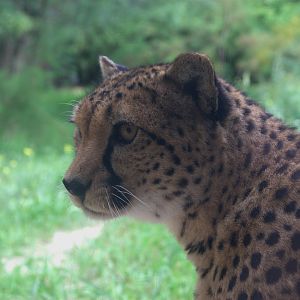 Sudan Cheetah (Acinonyx jubatus soemmeringii), 17-09-25