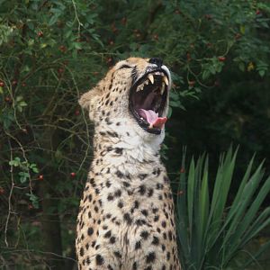 Sudan Cheetah (Acinonyx jubatus soemmeringii), 17-09-25