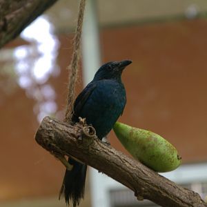 Asian Fairy-bluebird (Irena puella), 17-09-25