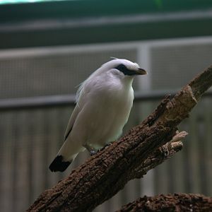 Bali Myna (Leucopsar rothschildi), 17-09-25