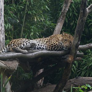 Javan Leopard (Panthera pardus melas), 17-09-25