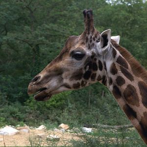 Rotschild's Giraffe (Giraffa camelopardalis rothschildi), 17-09-25