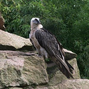 Bearded Vulture (Gypaetus barbatus barbatus), 17-09-25