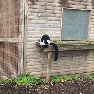 White-belted black and white-ruffed lemur